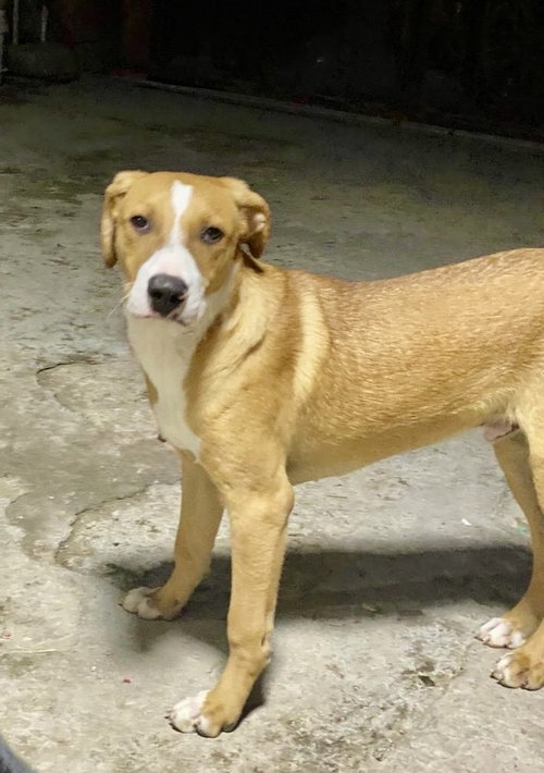 Jagger, an adoptable Labrador Retriever in San Diego, CA