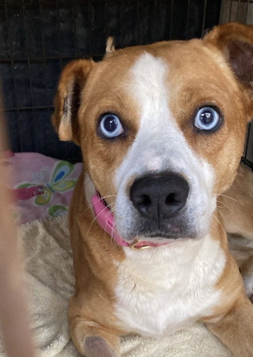 picture of the dog needing adoption