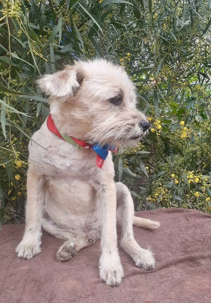 Schnauzer
