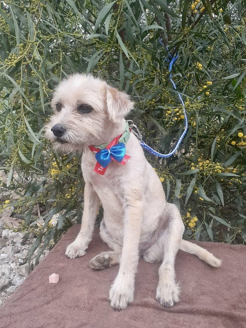 Baxter, an adoptable Schnauzer in San Diego, CA