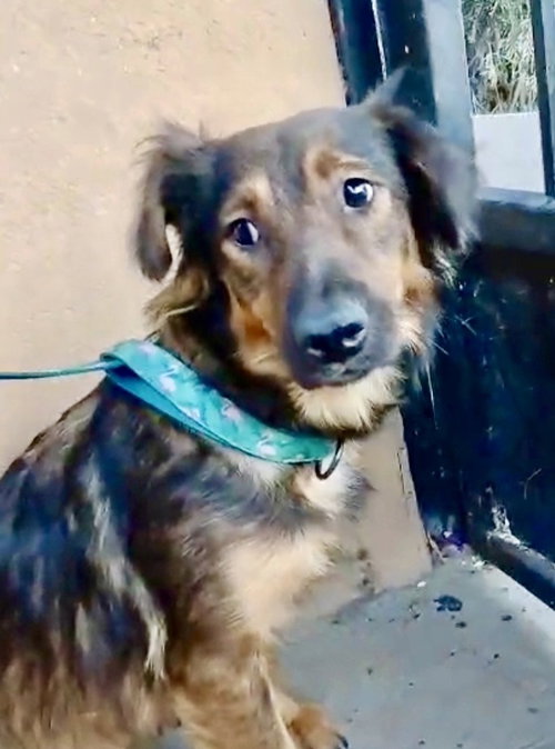 Natasha, an adoptable Shepherd in San Diego, CA