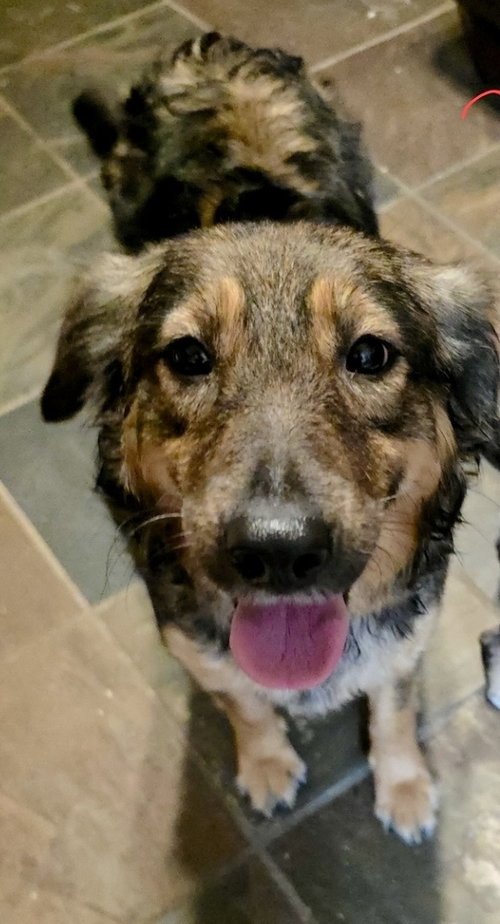 Natasha, an adoptable Shepherd in San Diego, CA