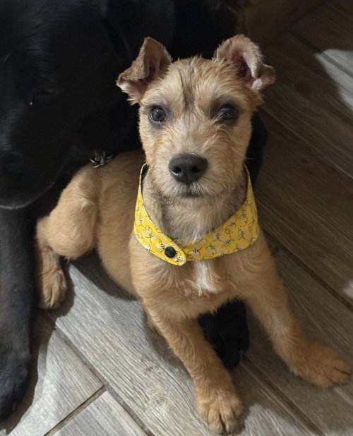 Tater Chip, an adoptable Terrier in San Diego, CA