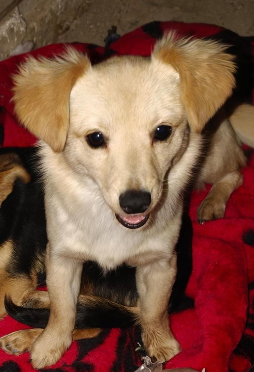 Miley, an adoptable Terrier in San Diego, CA