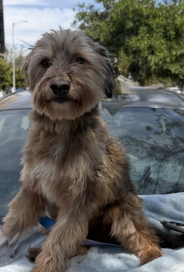 Emilio