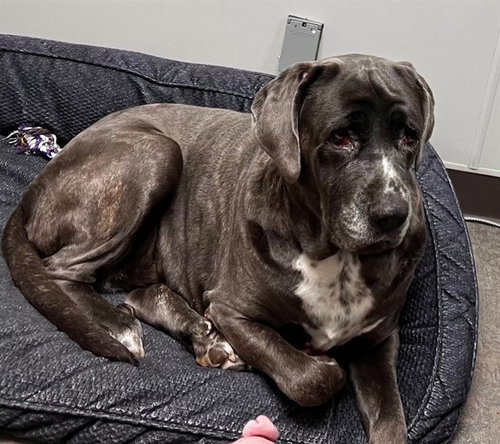 picture of the dog needing adoption