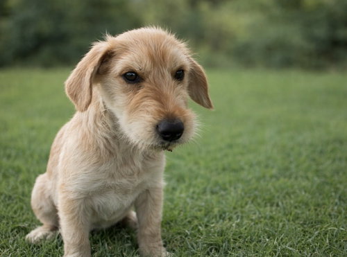 HARRY - Terrier available for adoption