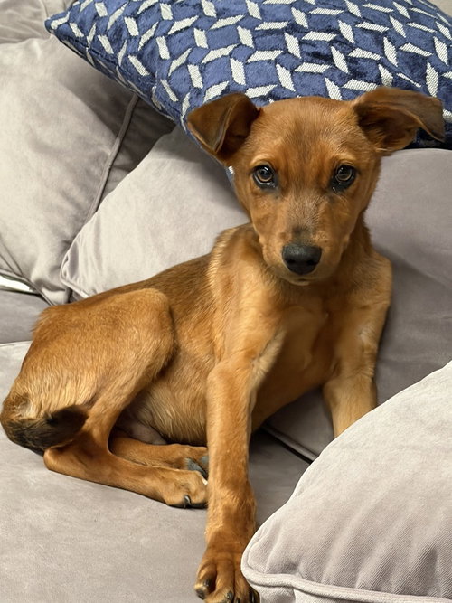 Red, an adoptable Labrador Retriever in San Diego, CA