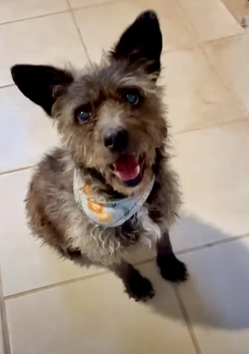 JULIA - Terrier available for adoption