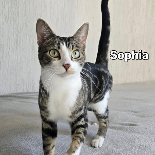 Sophia, Adult American Shorthair (short coat), cat for adoption in San Diego, California
