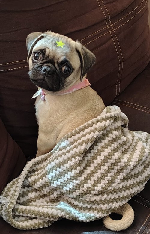 PUCCA - Pug available for adoption
