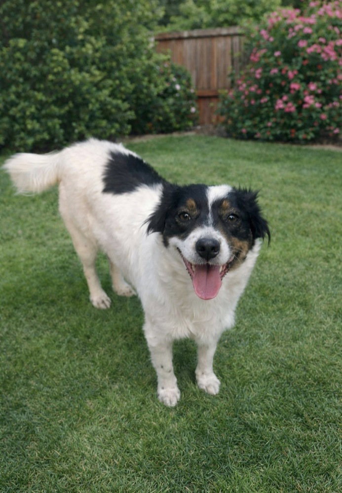 Millie Image