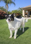Millie - Photo 2