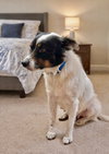 Millie - Photo 3