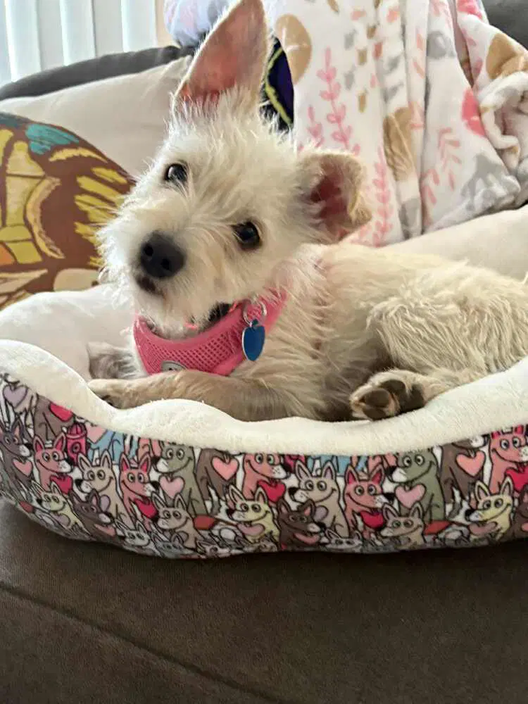 Olivia - Terrier