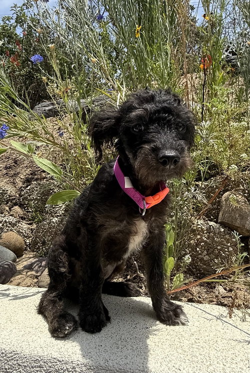 Miluna, an adoptable Terrier in San Diego, CA