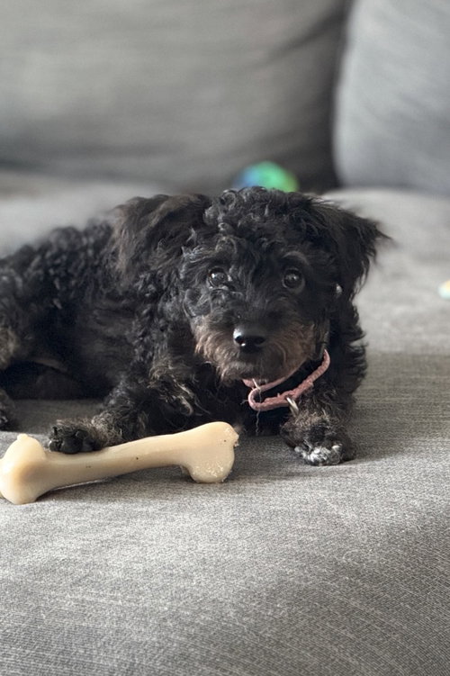 Miluna, an adoptable Terrier in San Diego, CA