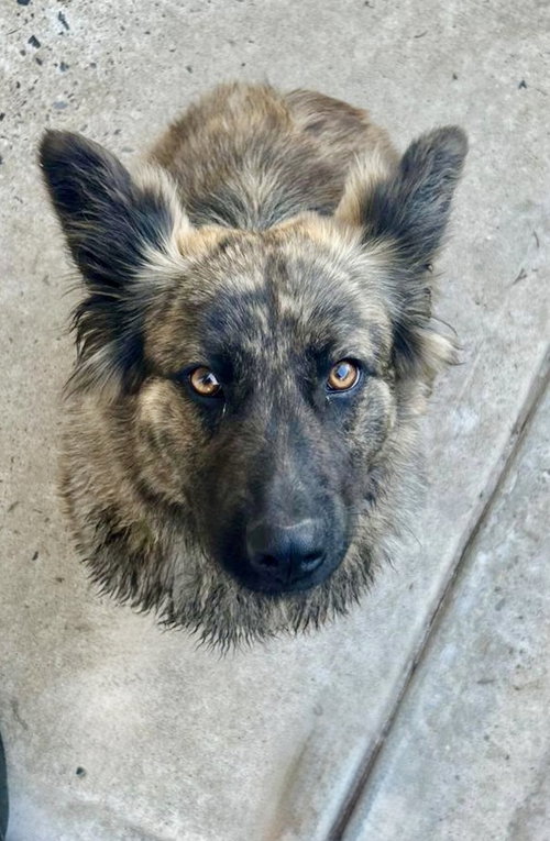 Owsley, an adoptable Dutch Shepherd in San Diego, CA
