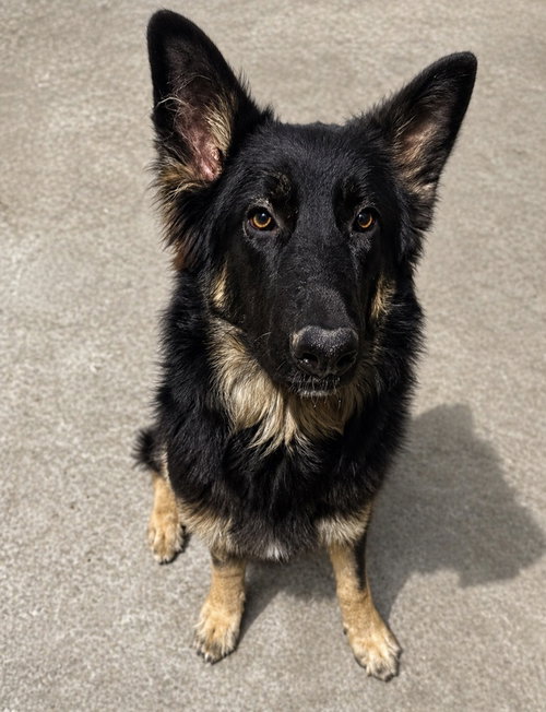 Lex, an adoptable Belgian Shepherd Dog Sheepdog in San Diego, CA
