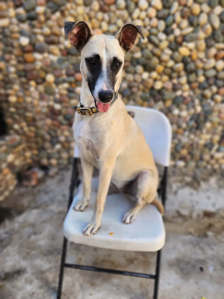 Roma - Black Mouth Cur