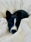 Penelope - Photo 1