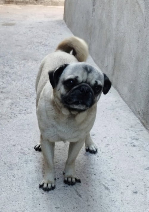 Rocco