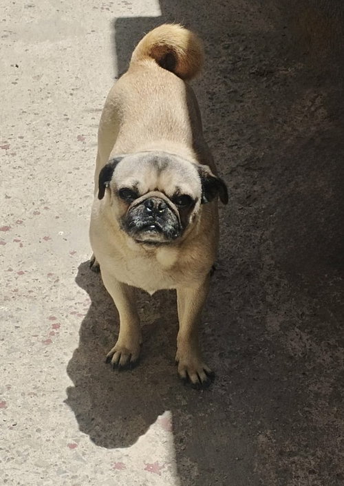 Rocco photo 2