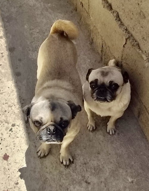 ROCCO - Pug available for adoption
