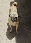 Rocco - Photo 3