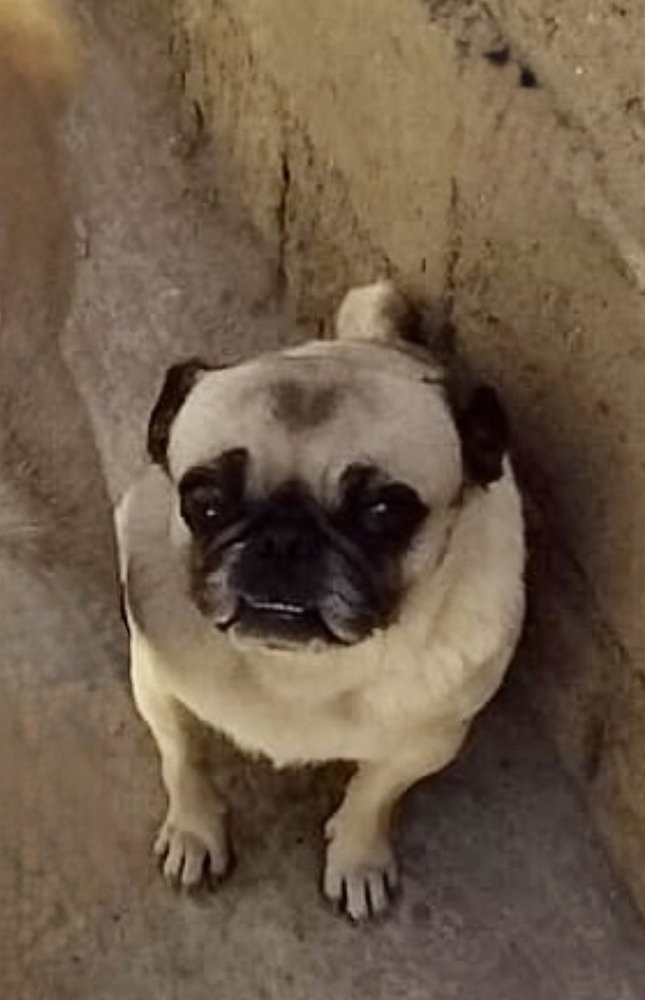 Georgie