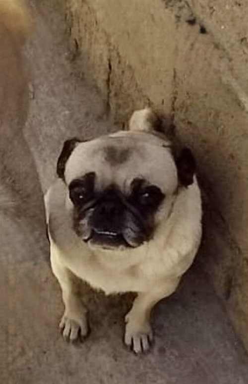 Georgie