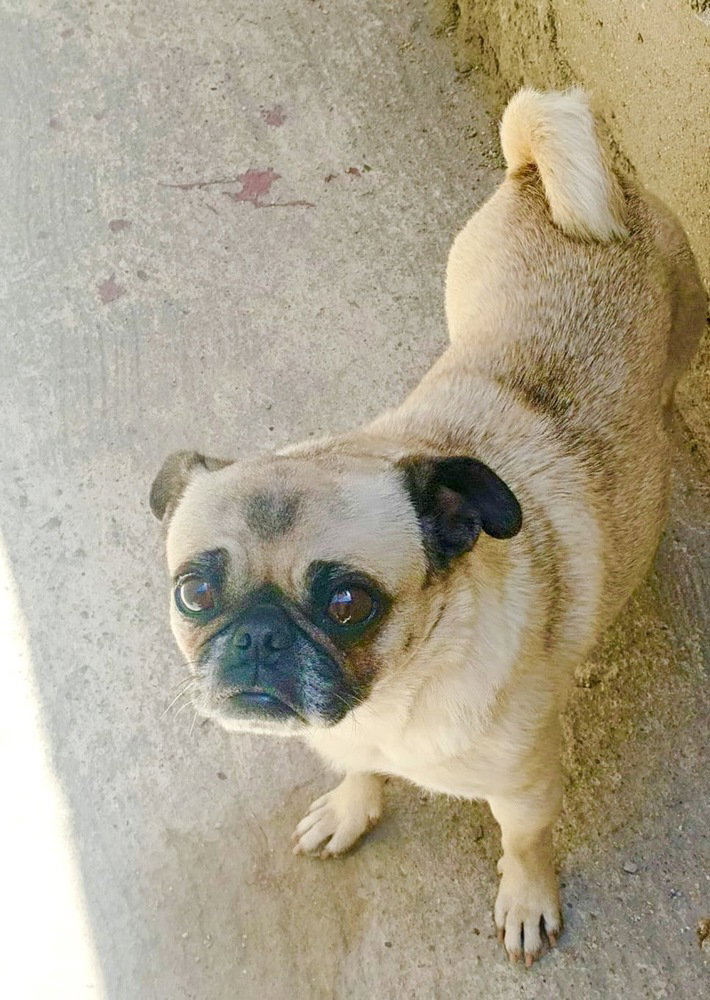 Georgie Girl