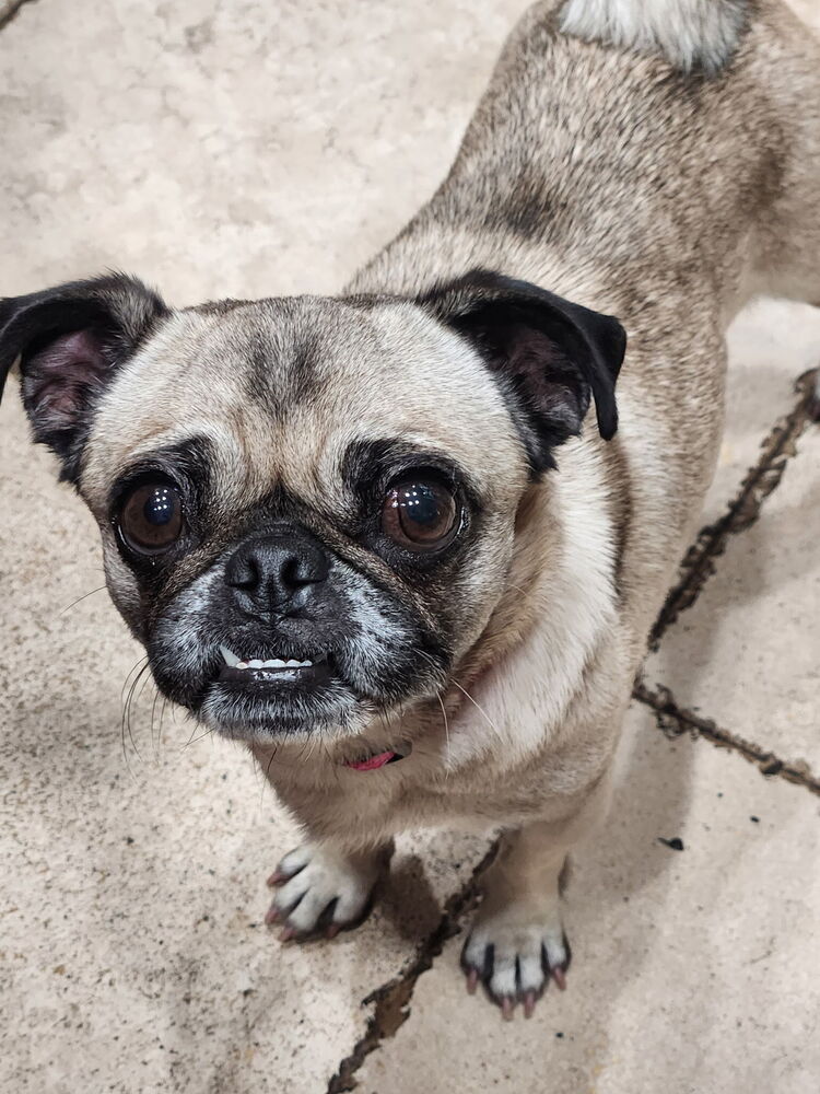 Georgie Girl