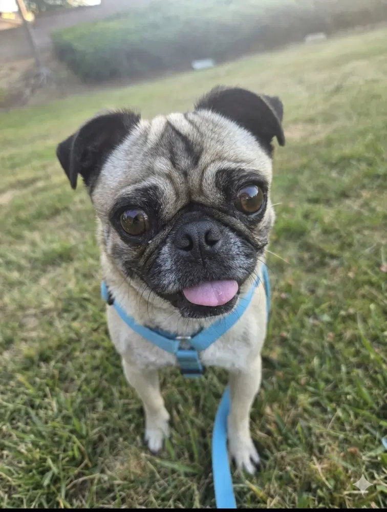 Georgie Girl image 4