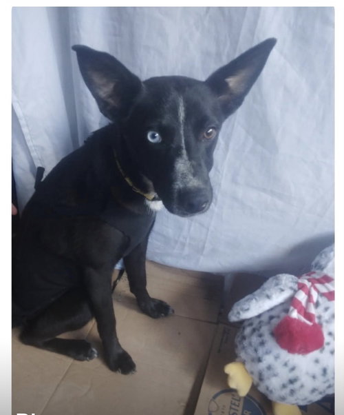 Blue 26, an adoptable Terrier in San Diego, CA