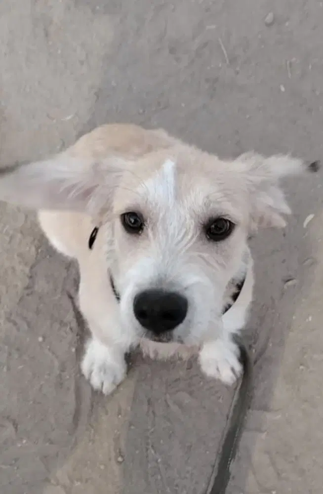 Eddie - Terrier