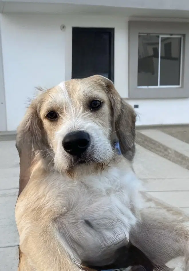 Eddie image 2