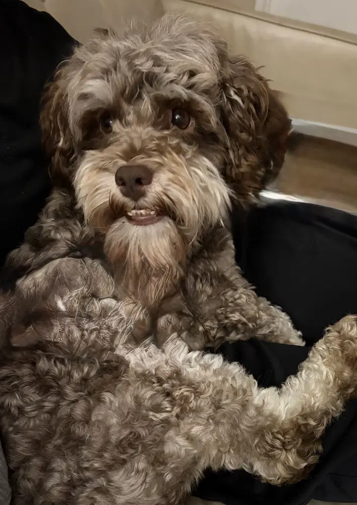 Choco image 4