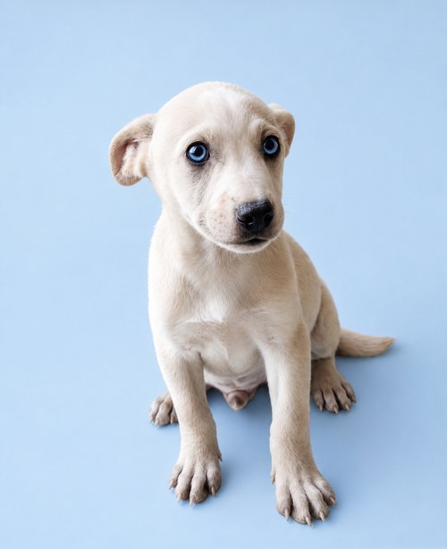 Dennis, an adoptable Labrador Retriever in San Diego, CA