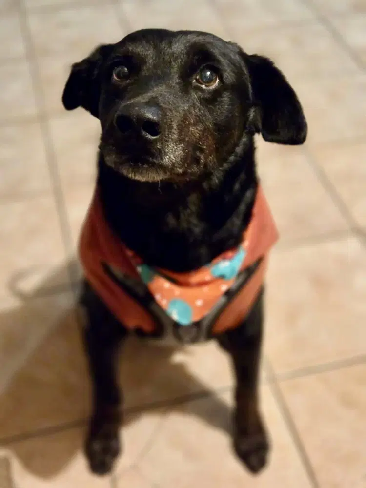 Smokey - Labrador Retriever