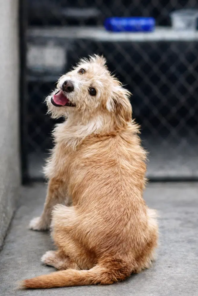 Goldie - Norfolk Terrier