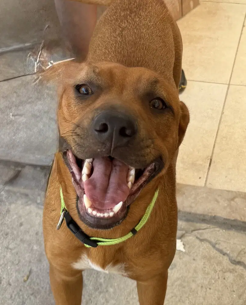 Pali - Rhodesian Ridgeback
