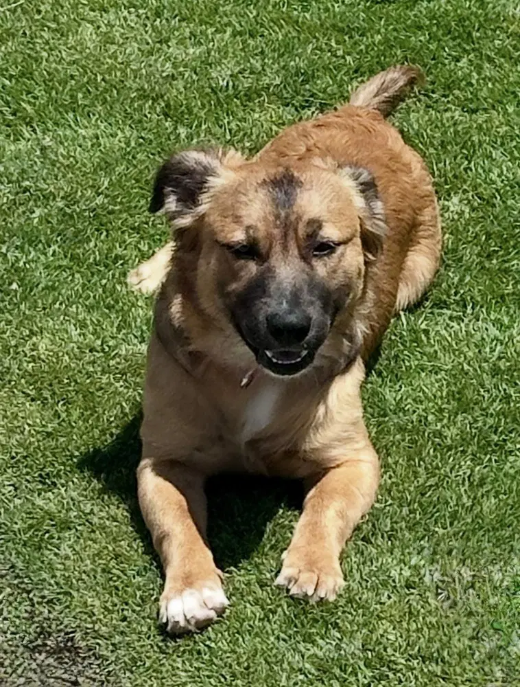 Big Nate - Terrier