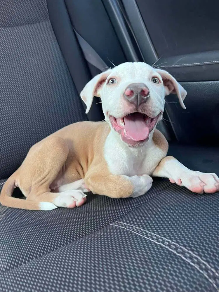 Lolita - Pit Bull Terrier