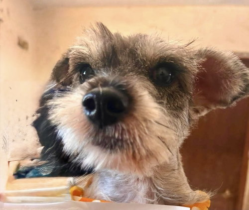 picture of the dog needing adoption