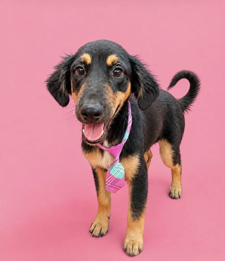 Duke - Black and Tan Coonhound
