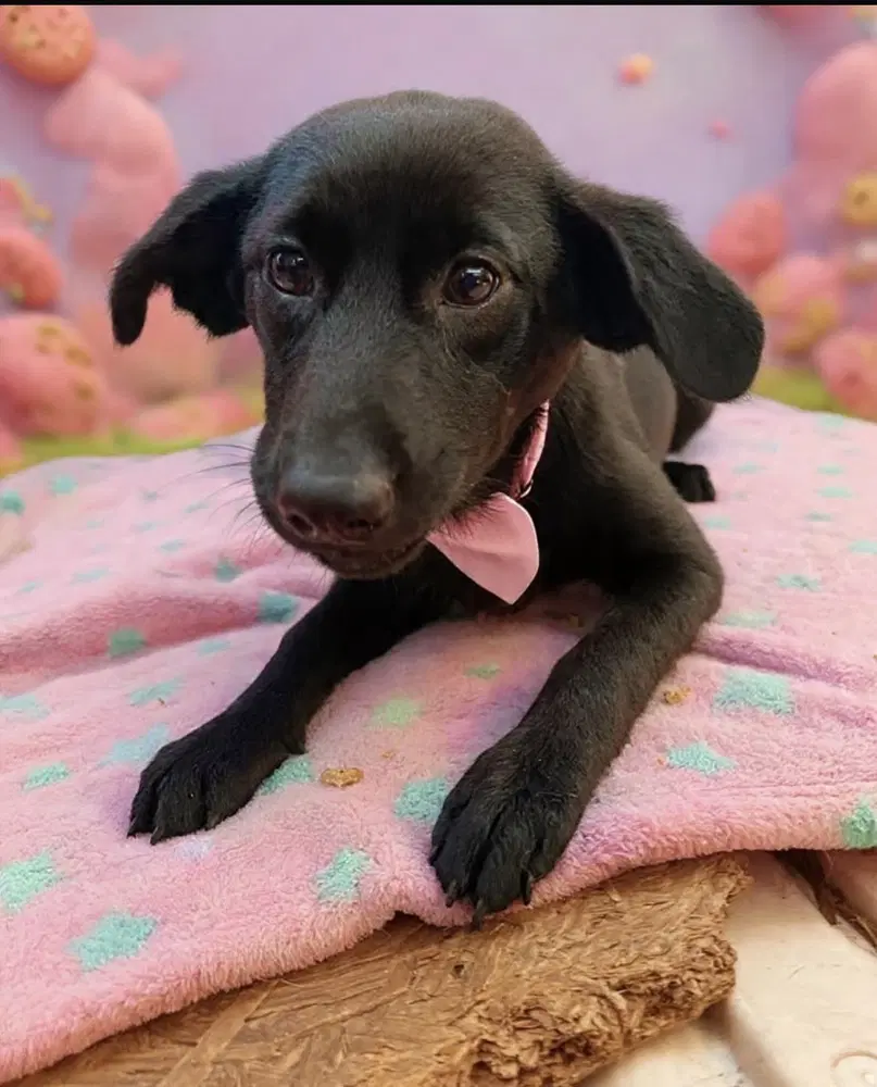 Miley - Black and Tan Coonhound