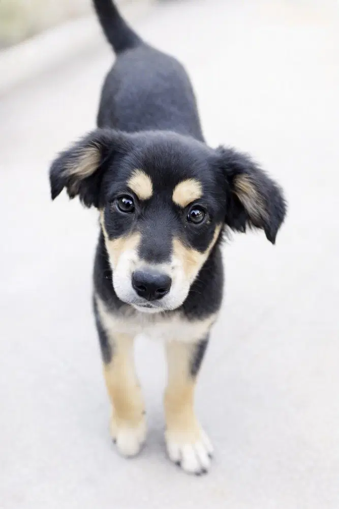 Hunter - Black and Tan Coonhound