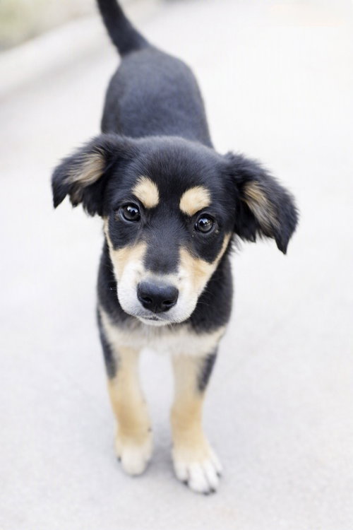 Hunter, a dog for adoption from Recate Fenix aka Rescue Fenix