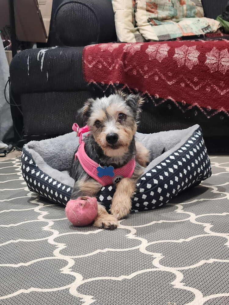Winnie Formally Lunita - Schnauzer